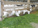 Green pasture supplies high levels of potassium and vitamin E to goats.
