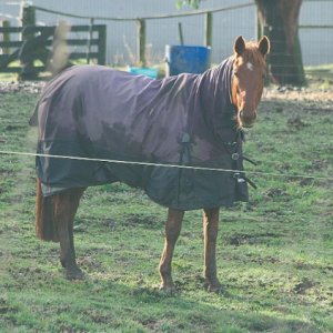 Ministry warns on DIY gelding