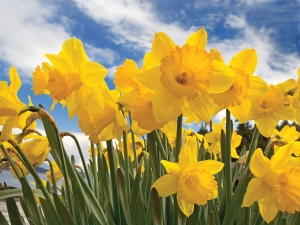 Daffodils are usually first out of the blocks for us when it comes to seeing spring arrive.