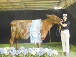 Joanna Fowlie and her three-year-old champion Ayrshire Raetea Rubicon Debbie (Debbie).