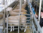 Sheep milking is never going to come anywhere replacing the bovine industry, says Craig Prichard.