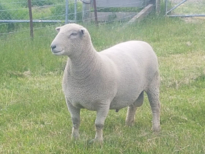 Clifton Downs Southdown Stud breeder Chris Medlicott sold the ram in his on-farm sale in November, with the proceeds donated to Meat the Need and Feed Out.