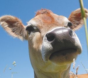 Fungal spores put cows at risk as sun shines