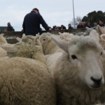 Sheep and beef farmers regain mojo