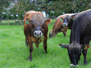 LIC has confirmed its artificial breeding bulls are free from the Mycoplasma bovis cattle disease.