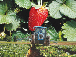 NZ strawberry consumers will soon be able to dine on the fruit at anytime during the year.