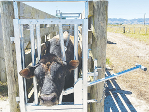 The auto head yoke automatically catches any cattle beast as it tries to move through the crush.