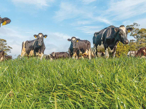 New Zealand shows climate gains, but urgent action needed