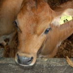 Fonterra recalls calf feed