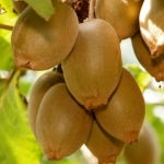 Kiwifruit first in biosecurity partnership