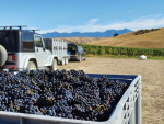 Blank Canvas Pinot Noir harvest.