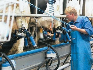 Some dairy farmers have been found breaching employment rules.