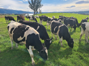 Delaware Holstein Friesian Stud: Three Generations on the Taieri Plains