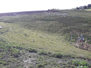 Sheep graze around the critical source area on a sheep wintering research trial at Waitahuna.