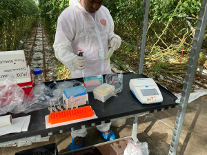 Ministry for Primary Industries Senior Scientist, Dr Subha Das, checks samples in a Kenyan field as part of a research project to develop a rapid test for detecting disease in crops.