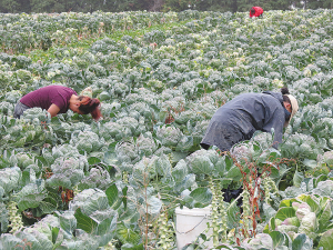 With our borders opening up, Hort NZ would like to see more backpackers coming into NZ to help with harvest.