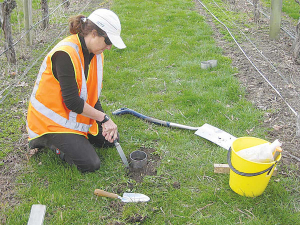 Taking samples of soil from an inter row. Photo: Marlborough District Council.