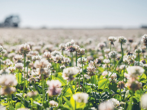 Spelling will allow the subterranean (sub) clover plant to setseed by burying seed burrs.