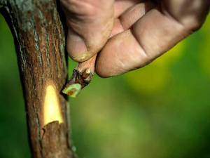 Field Grafting