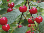 Southern Fruits International expects to send up to 340 tonnes of luxury cherries to the global market this summer.