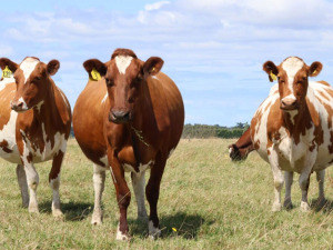 New Zealand to host 2026 Red Dairy Cow Conference in March