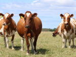 New Zealand to host 2026 Red Dairy Cow Conference in March