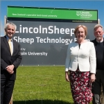 LincolnSheep