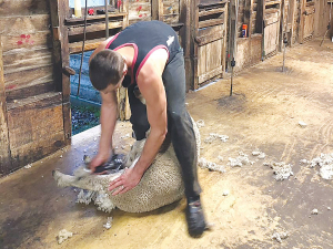 Due to the busy nature of shearing sheds, the opportunity for an accident to happen is high.