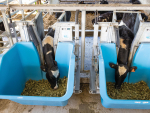 The cows were fed silage and some grain and their methane emissions were measured in a machine.