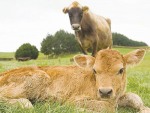 Planning and preparing for calving will reduce stress when calving is in full swing.