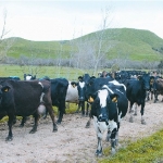 Dairy herd surges