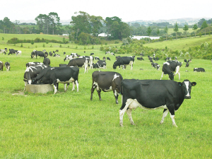 The research also showed that the low MUNBV cows also yielded an increase in milk protein percentage.