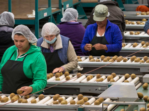33.5m tray equivalents of kiwifruit were packed by Seeka in 2019.