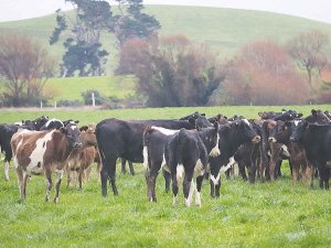 Protein deficiency in cows common in early lactation