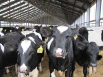Fonterra is selling its China farms for $555 million.