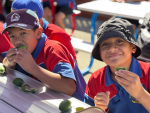 Around a quarter of all primary schools/kura in New Zealand receive the free produce.