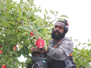 The apple sector is heading for a very good season in 2022, but warns that without more RSE workers from the Pacific it will be a disaster.