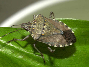An adult brown marmorated stink bug.