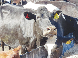 Probiotics not only solved a SCC issue but helped cows begin cycling significantly faster.
