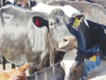 Probiotics deliver fertility and SCC wins for Milton dairy farmer