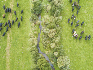 Fencing waterways protects freshwater from nutrients, effluent and sediment.