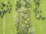 Fencing waterways protects freshwater from nutrients, effluent and sediment.