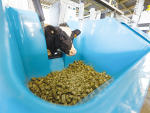 Calves being fed lucerne cube as part of the trial.