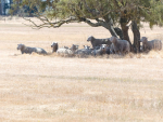 Long time between drinks: Sheep graze dry pasture a few kilometres west of Christchurch Airport in early December, on the day the airport weather station recorded its 46th consecutive day of no rain, bettering a record set in 1954.