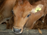 The new regulations for young calves are part of a wider programme to strengthen bobby calf welfare.