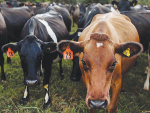 Much of the proposed code does not align with MPI's own guidelines for drafting codes of animal welfare, including plain language requirements, claims Federated Farmers.