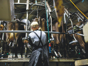 One of the main reasons for a shift to flexible milking is to reduce hours, make rosters more flexible and improve work.