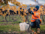 RSE worker George Lani harvests at Amisfield in Central Otago, vintage 2026. Photo Credit: Anda Bulgakova for COWA
