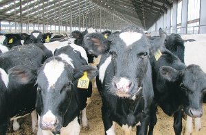 Fonterra’s second China farm up and running