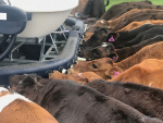 MTF makes calf feeding a breeze